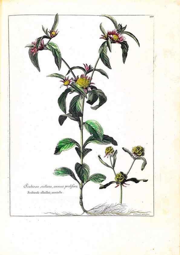 Reproducción/Reproduction 48584191816: [Recueil des plantes dessinées et gravées par ordre du roi Louis XIV].. Paris :Impr. royale,1786. 