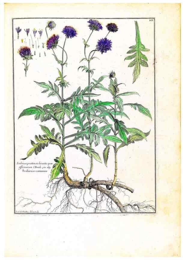 Reproducción/Reproduction 48584339457: [Recueil des plantes dessinées et gravées par ordre du roi Louis XIV].. Paris :Impr. royale,1786. 