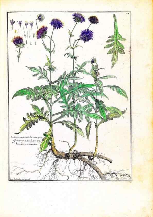 Reproducción/Reproduction 48584339457: [Recueil des plantes dessinées et gravées par ordre du roi Louis XIV].. Paris :Impr. royale,1786. 
