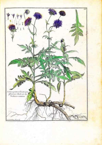 Reproducción/Reproduction 48584339457: [Recueil des plantes dessinées et gravées par ordre du roi Louis XIV].. Paris :Impr. royale,1786. 