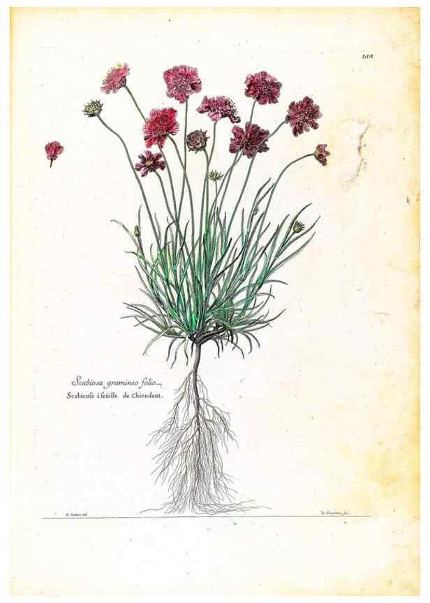 Reproducción/Reproduction 48584340342: [Recueil des plantes dessinées et gravées par ordre du roi Louis XIV].. Paris :Impr. royale,1786. 