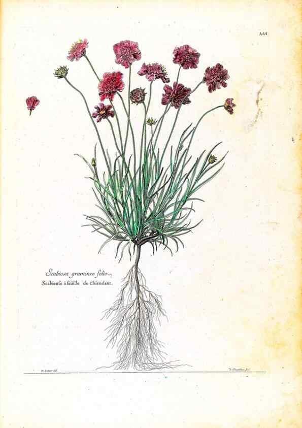 Reproducción/Reproduction 48584340342: [Recueil des plantes dessinées et gravées par ordre du roi Louis XIV].. Paris :Impr. royale,1786. 