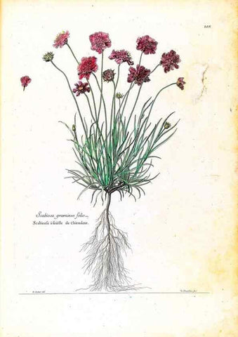 Reproducción/Reproduction 48584340342: [Recueil des plantes dessinées et gravées par ordre du roi Louis XIV].. Paris :Impr. royale,1786. 