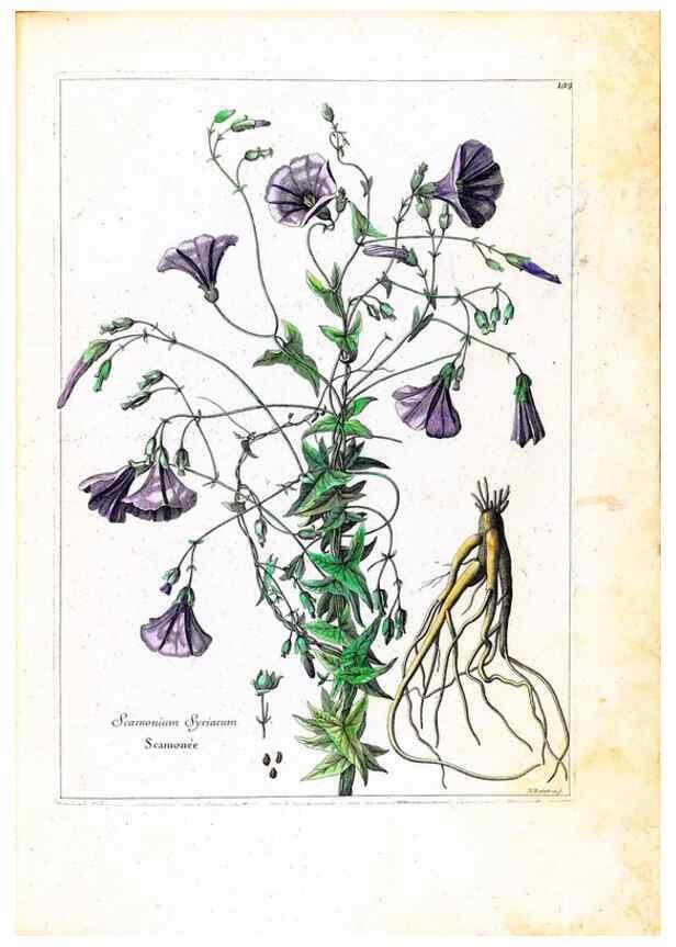 Reproducción/Reproduction 48584340877: [Recueil des plantes dessinées et gravées par ordre du roi Louis XIV].. Paris :Impr. royale,1786. 
