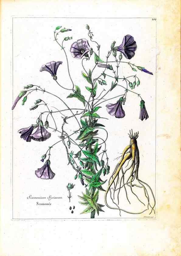 Reproducción/Reproduction 48584340877: [Recueil des plantes dessinées et gravées par ordre du roi Louis XIV].. Paris :Impr. royale,1786. 