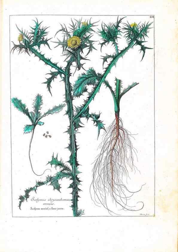 Reproducción/Reproduction 48584341352: [Recueil des plantes dessinées et gravées par ordre du roi Louis XIV].. Paris :Impr. royale,1786. 