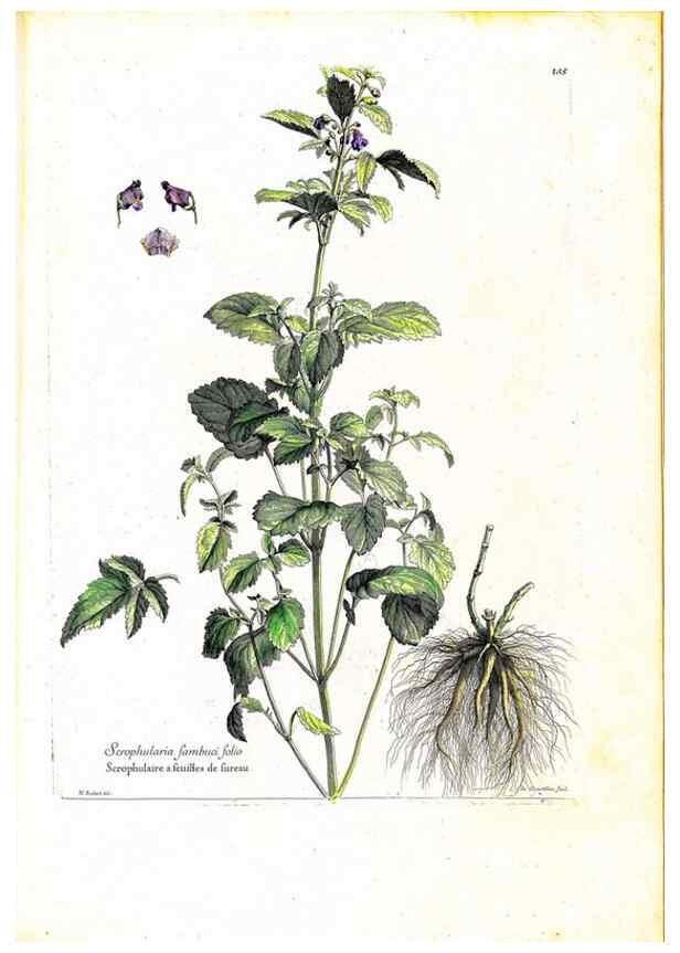 Reproducción/Reproduction 48584194686: [Recueil des plantes dessinées et gravées par ordre du roi Louis XIV].. Paris :Impr. royale,1786. 