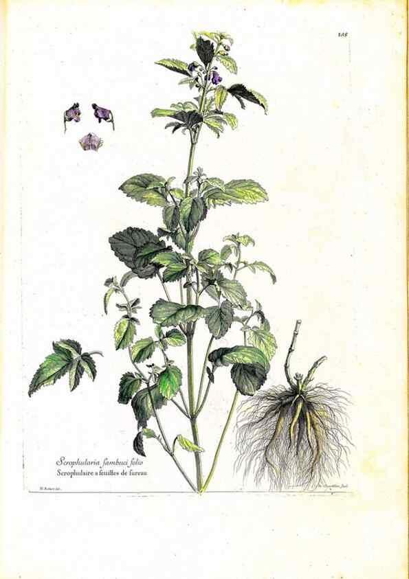 Reproducción/Reproduction 48584194686: [Recueil des plantes dessinées et gravées par ordre du roi Louis XIV].. Paris :Impr. royale,1786. 