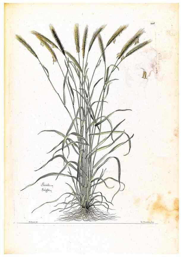 Reproducción/Reproduction 48584195346: [Recueil des plantes dessinées et gravées par ordre du roi Louis XIV].. Paris :Impr. royale,1786. 