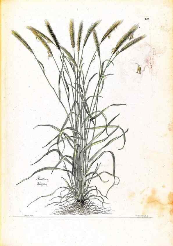 Reproducción/Reproduction 48584195346: [Recueil des plantes dessinées et gravées par ordre du roi Louis XIV].. Paris :Impr. royale,1786. 