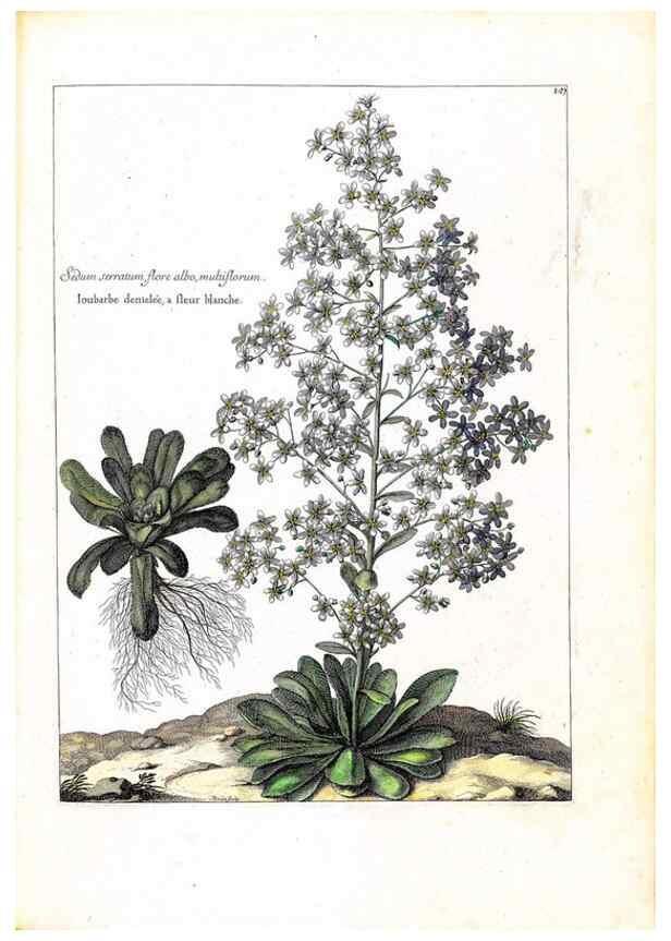 Reproducción/Reproduction 48584195926: [Recueil des plantes dessinées et gravées par ordre du roi Louis XIV].. Paris :Impr. royale,1786. 