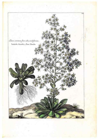 Reproducción/Reproduction 48584195926: [Recueil des plantes dessinées et gravées par ordre du roi Louis XIV].. Paris :Impr. royale,1786. 