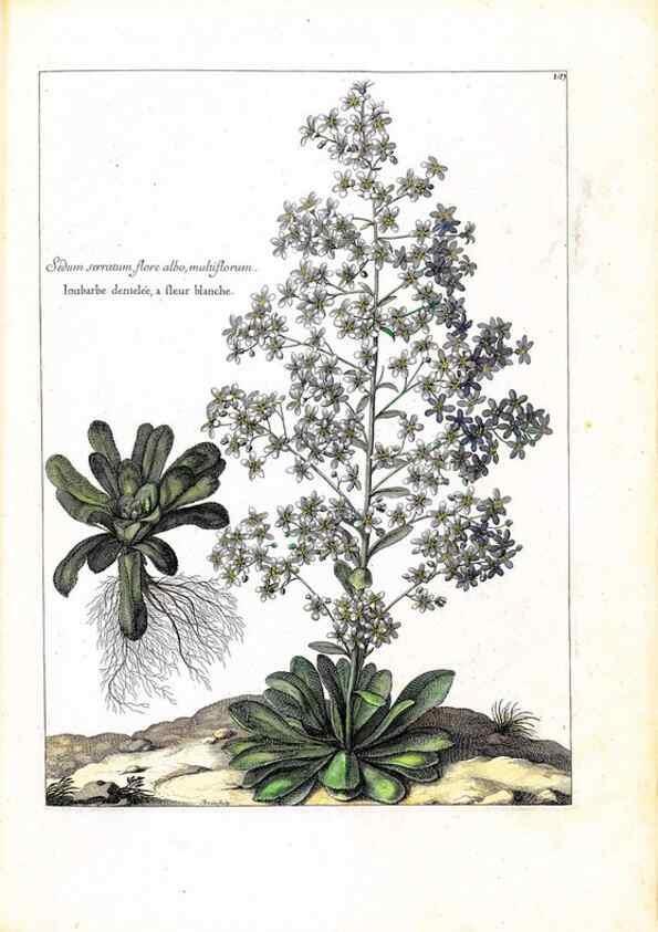 Reproducción/Reproduction 48584195926: [Recueil des plantes dessinées et gravées par ordre du roi Louis XIV].. Paris :Impr. royale,1786. 
