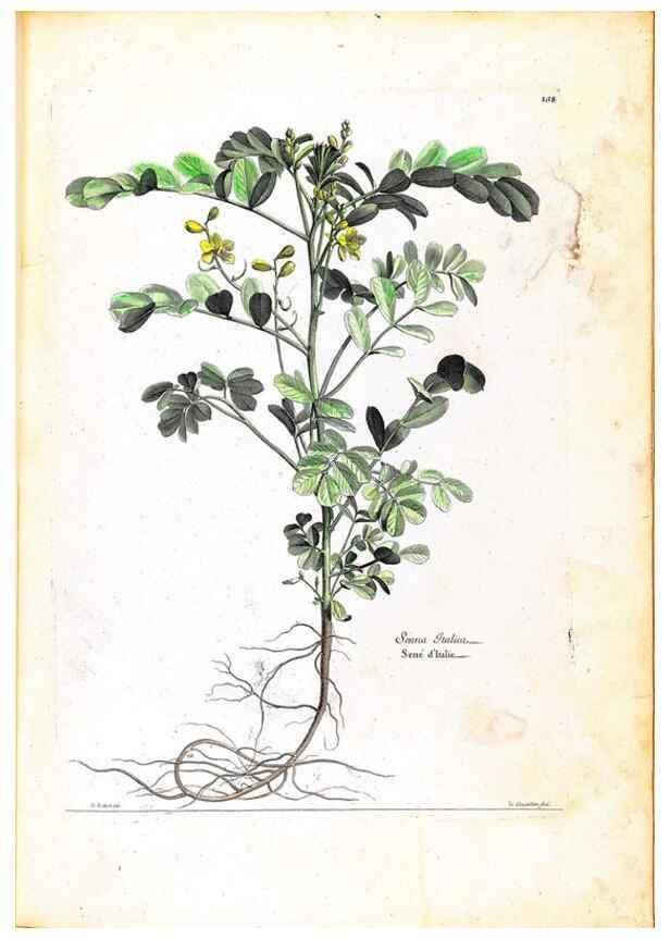 Reproducción/Reproduction 48584196486: [Recueil des plantes dessinées et gravées par ordre du roi Louis XIV].. Paris :Impr. royale,1786. 