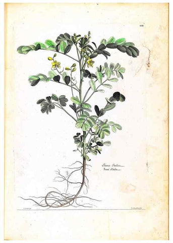 Reproducción/Reproduction 48584196486: [Recueil des plantes dessinées et gravées par ordre du roi Louis XIV].. Paris :Impr. royale,1786. 