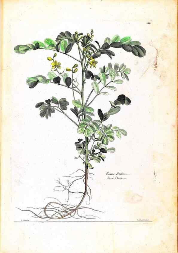 Reproducción/Reproduction 48584196486: [Recueil des plantes dessinées et gravées par ordre du roi Louis XIV].. Paris :Impr. royale,1786. 