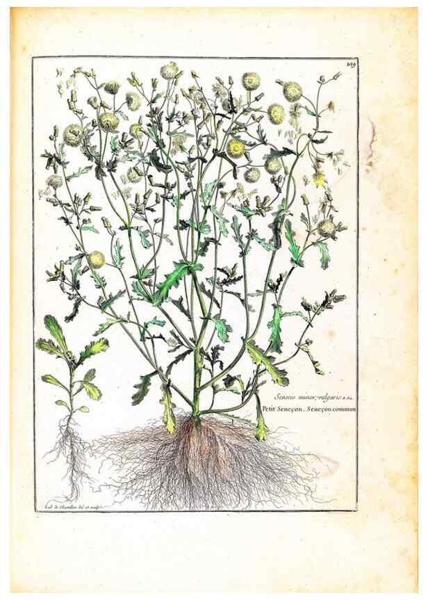 Reproducción/Reproduction 48584196981: [Recueil des plantes dessinées et gravées par ordre du roi Louis XIV].. Paris :Impr. royale,1786. 