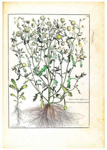 Reproducción/Reproduction 48584196981: [Recueil des plantes dessinées et gravées par ordre du roi Louis XIV].. Paris :Impr. royale,1786. 