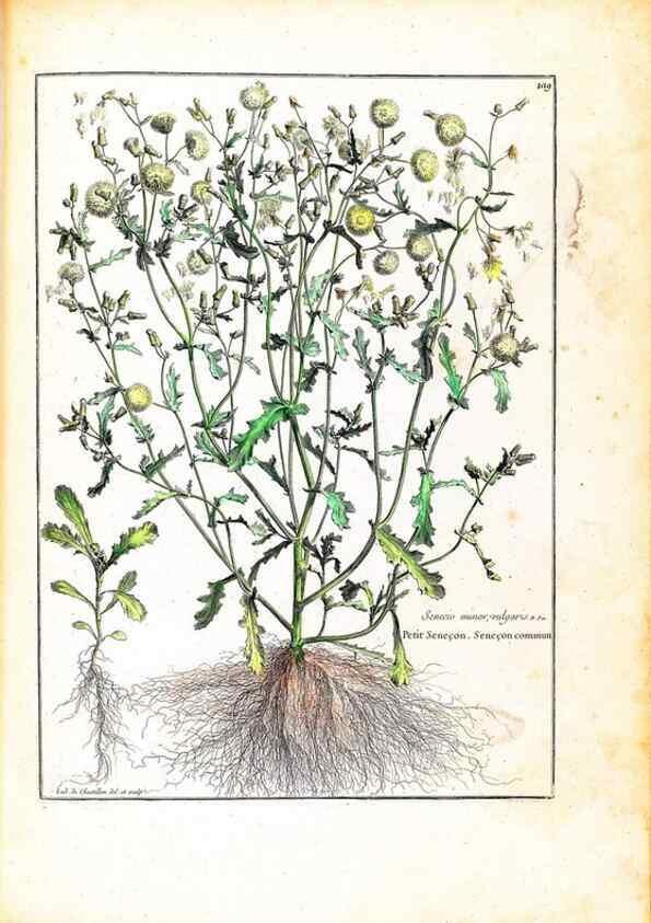 Reproducción/Reproduction 48584196981: [Recueil des plantes dessinées et gravées par ordre du roi Louis XIV].. Paris :Impr. royale,1786. 
