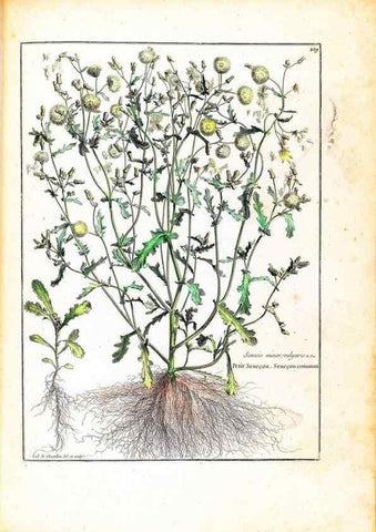 Reproducción/Reproduction 48584196981: [Recueil des plantes dessinées et gravées par ordre du roi Louis XIV].. Paris :Impr. royale,1786. 