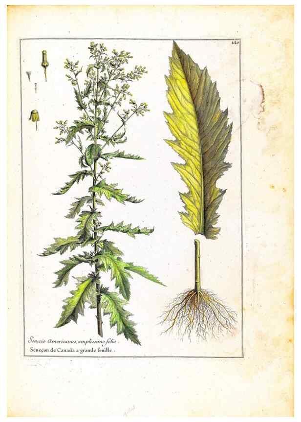 Reproducción/Reproduction 48584344642: [Recueil des plantes dessinées et gravées par ordre du roi Louis XIV].. Paris :Impr. royale,1786. 