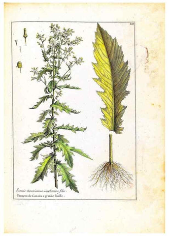 Reproducción/Reproduction 48584344642: [Recueil des plantes dessinées et gravées par ordre du roi Louis XIV].. Paris :Impr. royale,1786. 