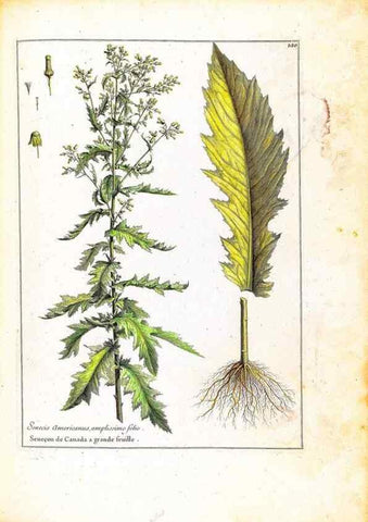 Reproducción/Reproduction 48584344642: [Recueil des plantes dessinées et gravées par ordre du roi Louis XIV].. Paris :Impr. royale,1786. 