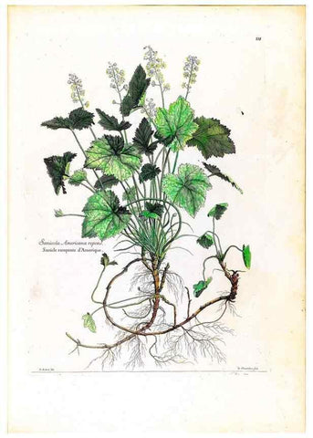 Reproducción/Reproduction 48584188646: [Recueil des plantes dessinées et gravées par ordre du roi Louis XIV].. Paris :Impr. royale,1786. 