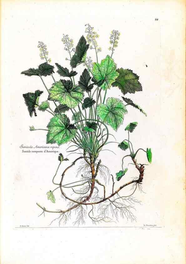 Reproducción/Reproduction 48584188646: [Recueil des plantes dessinées et gravées par ordre du roi Louis XIV].. Paris :Impr. royale,1786. 