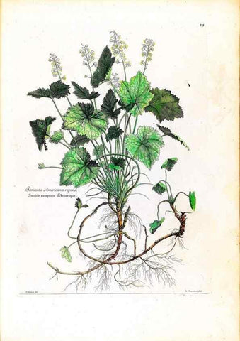 Reproducción/Reproduction 48584188646: [Recueil des plantes dessinées et gravées par ordre du roi Louis XIV].. Paris :Impr. royale,1786. 