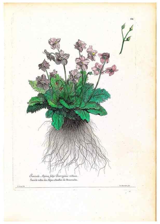 Reproducción/Reproduction 48584335072: [Recueil des plantes dessinées et gravées par ordre du roi Louis XIV].. Paris :Impr. royale,1786. 