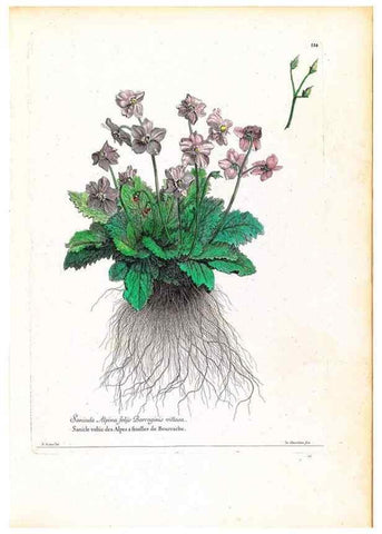 Reproducción/Reproduction 48584335072: [Recueil des plantes dessinées et gravées par ordre du roi Louis XIV].. Paris :Impr. royale,1786. 