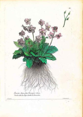Reproducción/Reproduction 48584335072: [Recueil des plantes dessinées et gravées par ordre du roi Louis XIV].. Paris :Impr. royale,1786. 