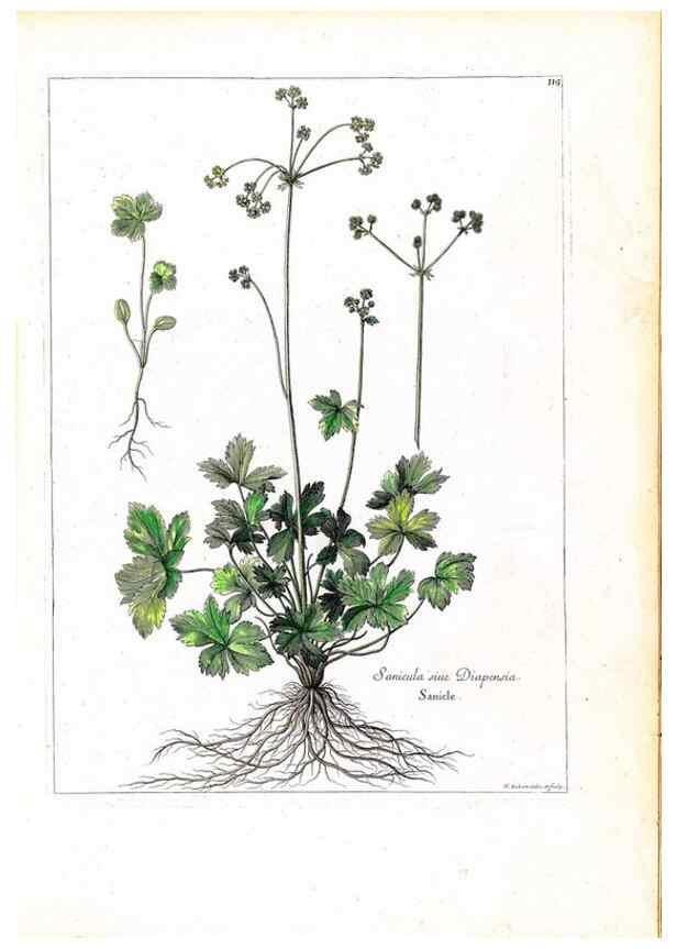 Reproducción/Reproduction 48584187381: [Recueil des plantes dessinées et gravées par ordre du roi Louis XIV].. Paris :Impr. royale,1786. 