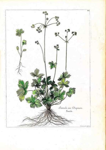 Reproducción/Reproduction 48584187381: [Recueil des plantes dessinées et gravées par ordre du roi Louis XIV].. Paris :Impr. royale,1786. 