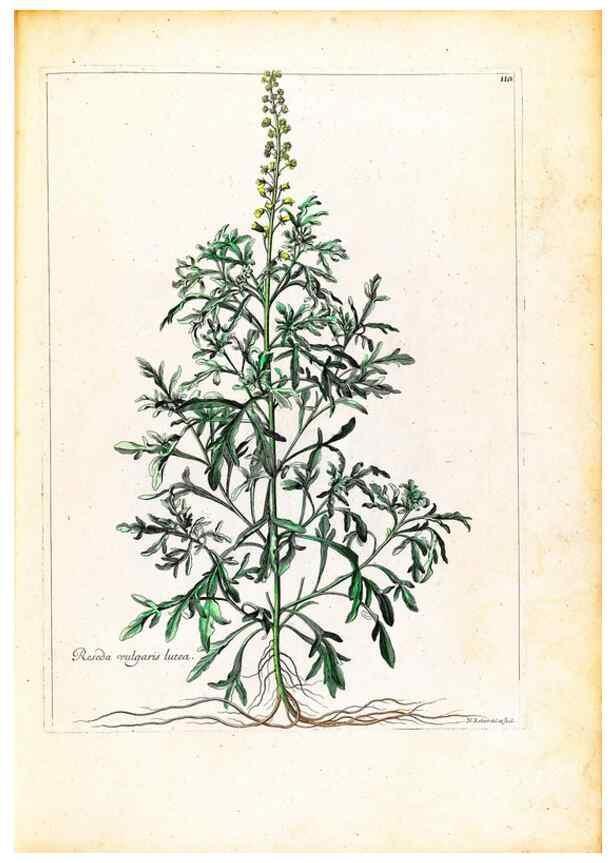 Reproducción/Reproduction 48584186626: [Recueil des plantes dessinées et gravées par ordre du roi Louis XIV].. Paris :Impr. royale,1786. 