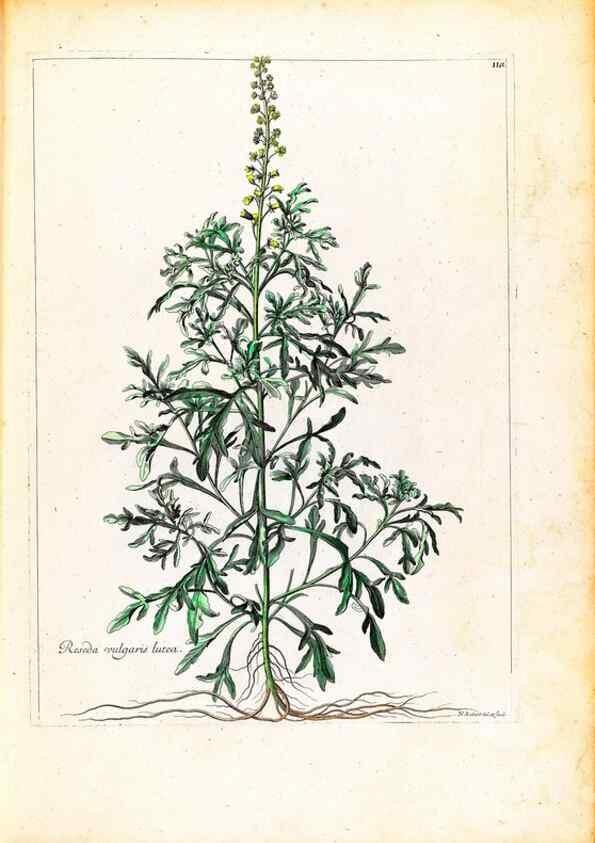 Reproducción/Reproduction 48584186626: [Recueil des plantes dessinées et gravées par ordre du roi Louis XIV].. Paris :Impr. royale,1786. 