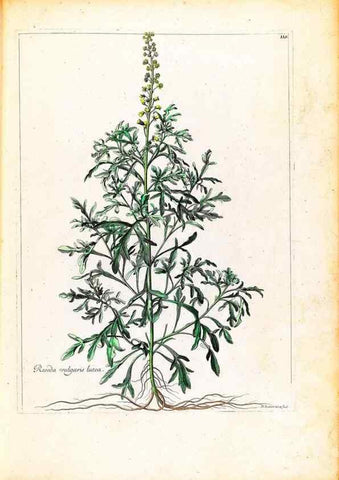 Reproducción/Reproduction 48584186626: [Recueil des plantes dessinées et gravées par ordre du roi Louis XIV].. Paris :Impr. royale,1786. 