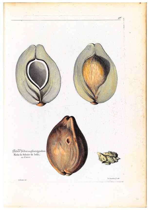 Reproducción/Reproduction 48584176041: [Recueil des plantes dessinées et gravées par ordre du roi Louis XIV].. Paris :Impr. royale,1786. 