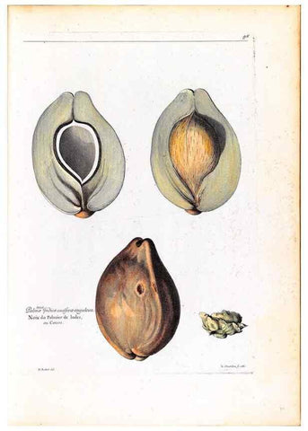 Reproducción/Reproduction 48584176041: [Recueil des plantes dessinées et gravées par ordre du roi Louis XIV].. Paris :Impr. royale,1786. 