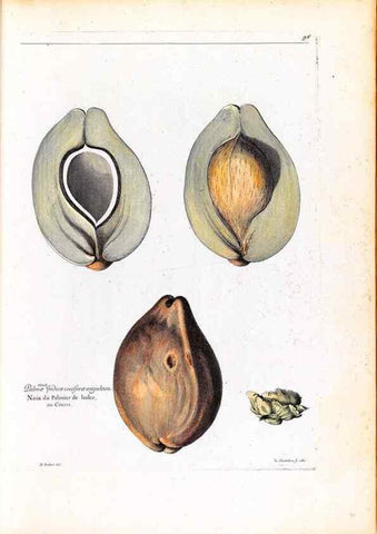 Reproducción/Reproduction 48584176041: [Recueil des plantes dessinées et gravées par ordre du roi Louis XIV].. Paris :Impr. royale,1786. 