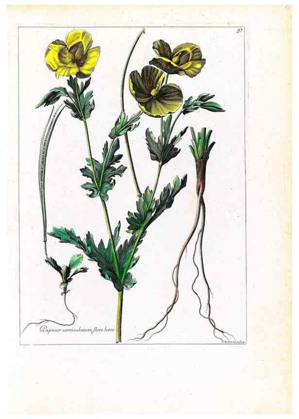 Reproducción/Reproduction 48584324127: [Recueil des plantes dessinées et gravées par ordre du roi Louis XIV].. Paris :Impr. royale,1786. 