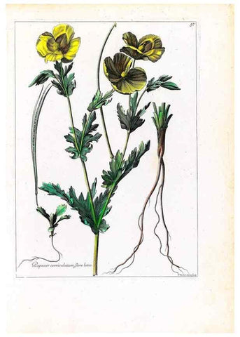 Reproducción/Reproduction 48584324127: [Recueil des plantes dessinées et gravées par ordre du roi Louis XIV].. Paris :Impr. royale,1786. 