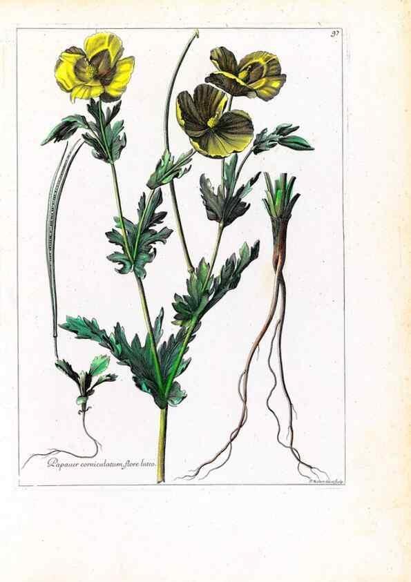 Reproducción/Reproduction 48584324127: [Recueil des plantes dessinées et gravées par ordre du roi Louis XIV].. Paris :Impr. royale,1786. 