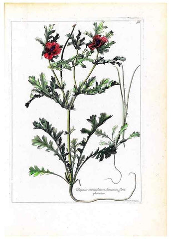 Reproducción/Reproduction 48584177466: [Recueil des plantes dessinées et gravées par ordre du roi Louis XIV].. Paris :Impr. royale,1786. 