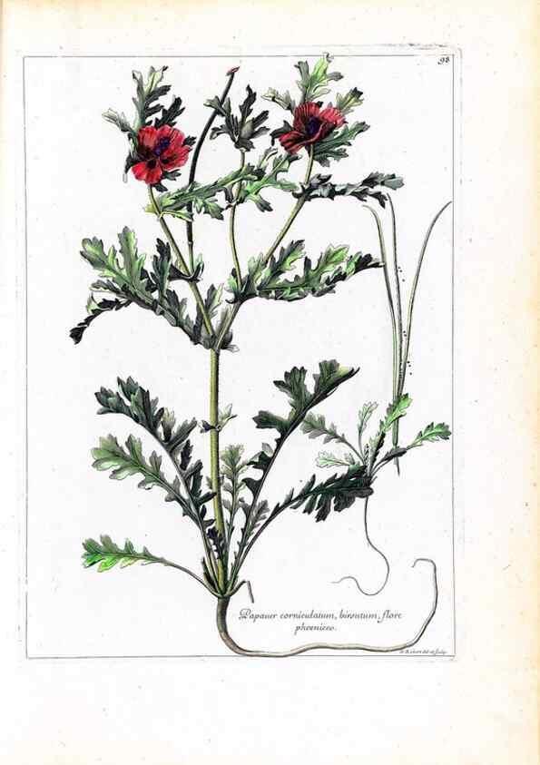 Reproducción/Reproduction 48584177466: [Recueil des plantes dessinées et gravées par ordre du roi Louis XIV].. Paris :Impr. royale,1786. 