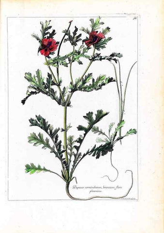 Reproducción/Reproduction 48584177466: [Recueil des plantes dessinées et gravées par ordre du roi Louis XIV].. Paris :Impr. royale,1786. 