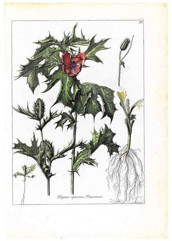 Reproducción/Reproduction 48584325317: [Recueil des plantes dessinées et gravées par ordre du roi Louis XIV].. Paris :Impr. royale,1786. 