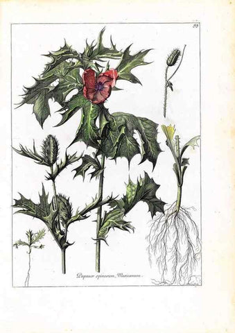 Reproducción/Reproduction 48584325317: [Recueil des plantes dessinées et gravées par ordre du roi Louis XIV].. Paris :Impr. royale,1786. 