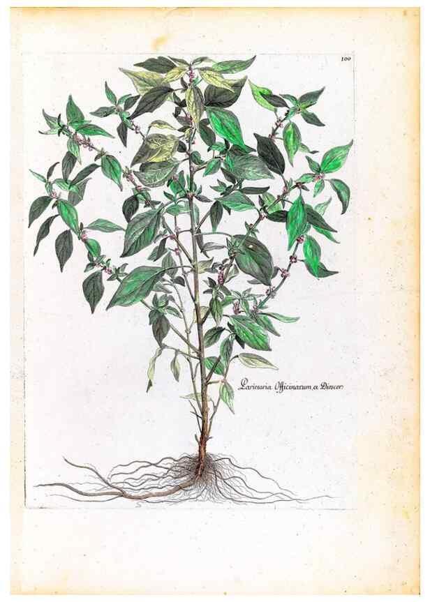 Reproducción/Reproduction 48584326137: [Recueil des plantes dessinées et gravées par ordre du roi Louis XIV].. Paris :Impr. royale,1786. 